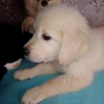 Aramy-male-Golden-Retriever-puppy-for-sale-3