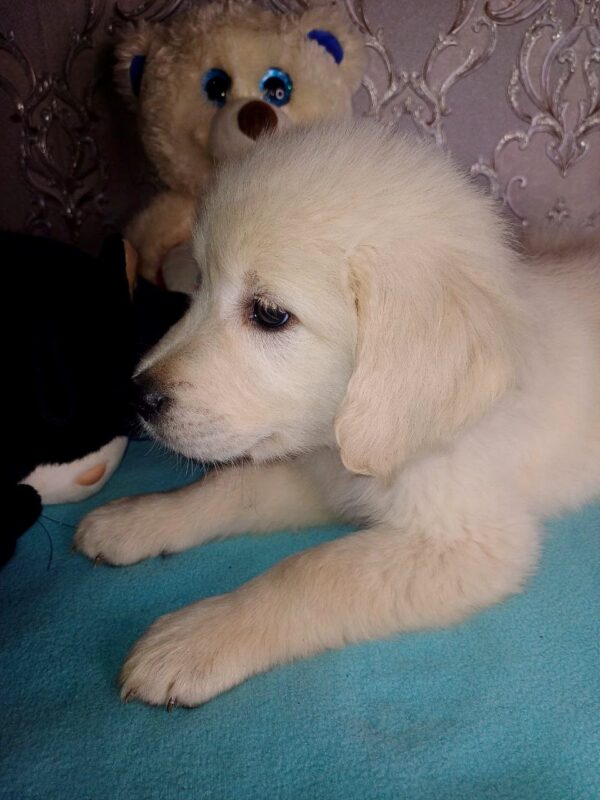 Aramy Golden Retriever