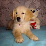 Avion Golden Retriever