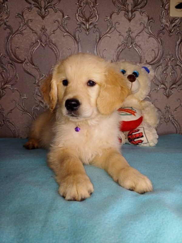 Arant Golden Retriever