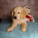 Arant-male-Golden-Retriever-puppy-for-sale-2