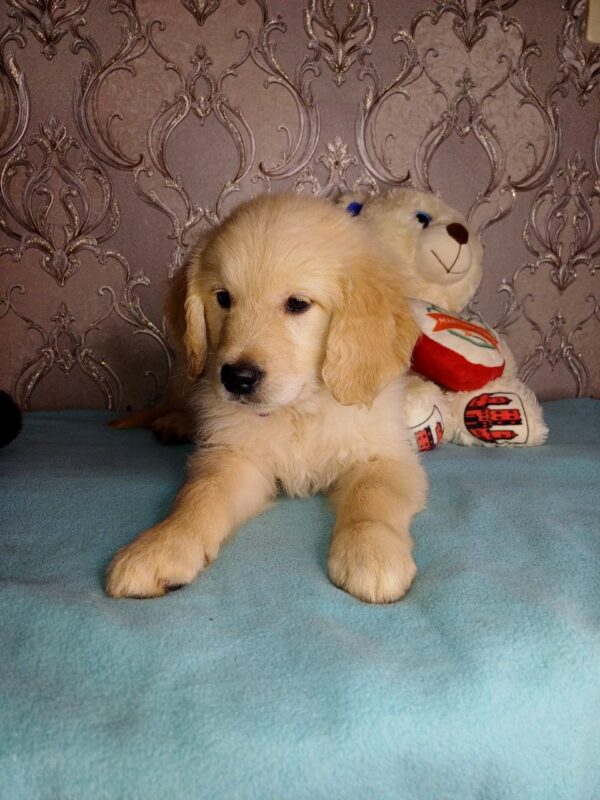 Arant Golden Retriever