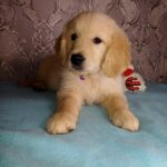Arant-male-Golden-Retriever-puppy-for-sale-3