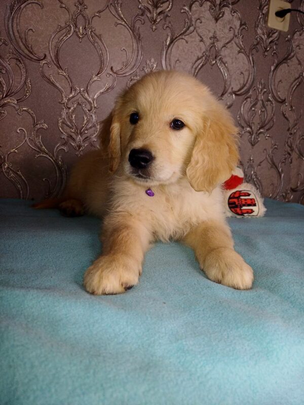 Arant Golden Retriever