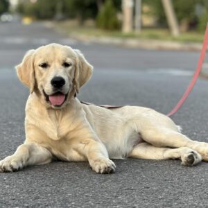 Arlanda Golden Retriever