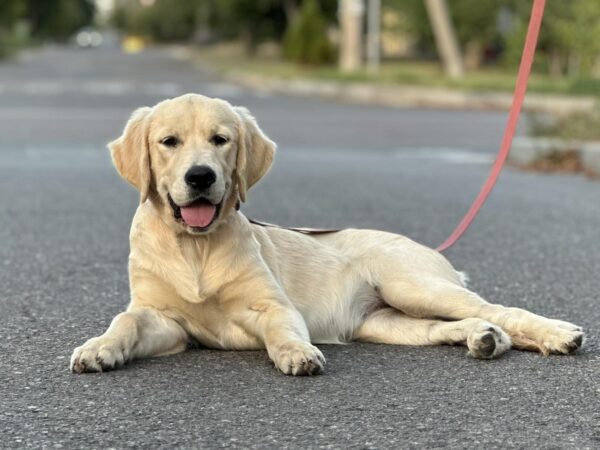 Arlanda Golden Retriever Arlanda Golden Retriever