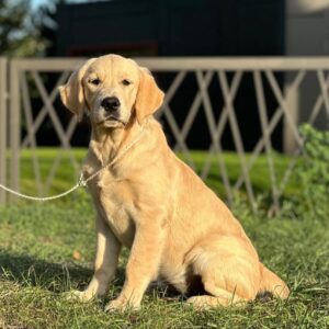Arlanda Golden Retriever