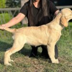 Arlanda-female-golden-retriver-puppy-for-sale-1 (3)
