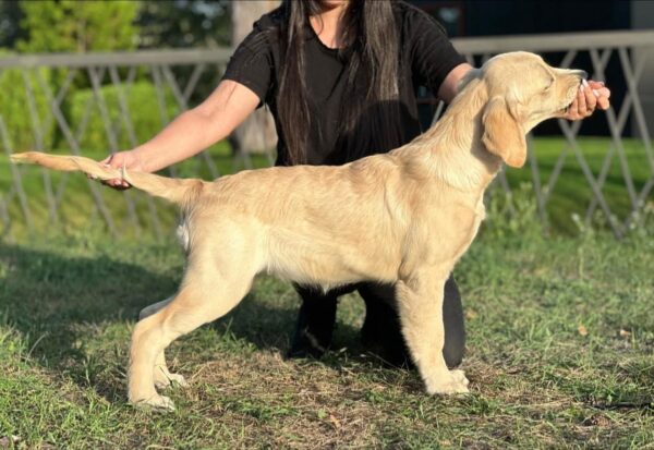 Arlanda Golden Retriever Arlanda Golden Retriever