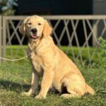 Arlanda-female-golden-retriver-puppy-for-sale-1 (4)