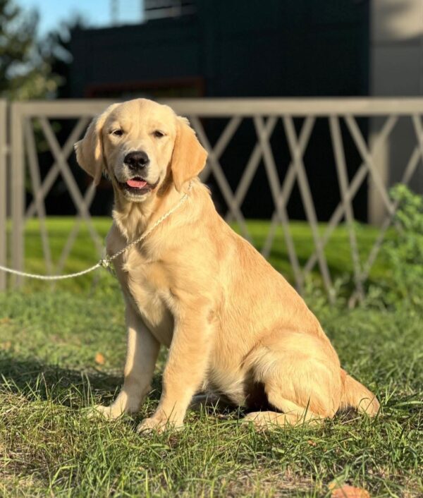 Arlanda Golden Retriever Arlanda Golden Retriever