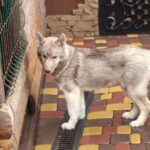 Arnold-male-Siberian-husky-puppy-for-sale-1