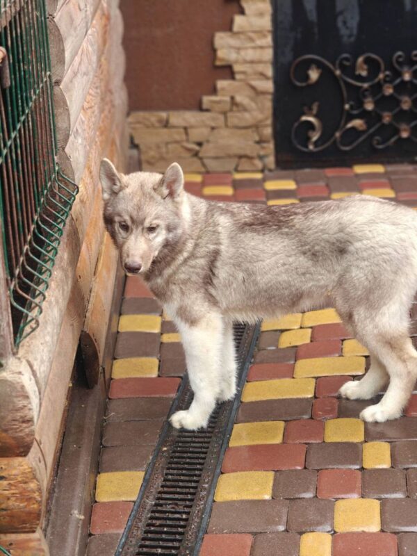 Arnold Siberian Husky