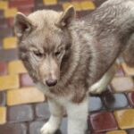 Arnold-male-Siberian-husky-puppy-for-sale-2