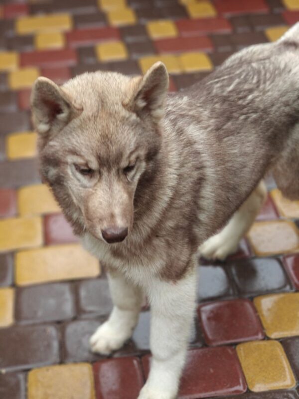 Arnold Siberian Husky