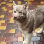 Gloria Siberian Husky