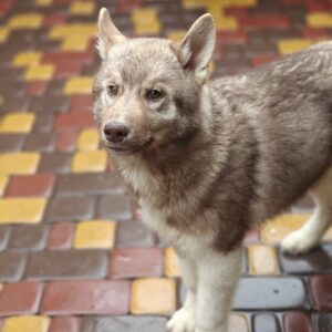 Arnold Siberian Husky