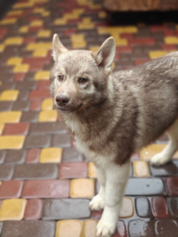 Arnold Siberian Husky