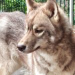 Arnold-male-Siberian-husky-puppy-for-sale-4