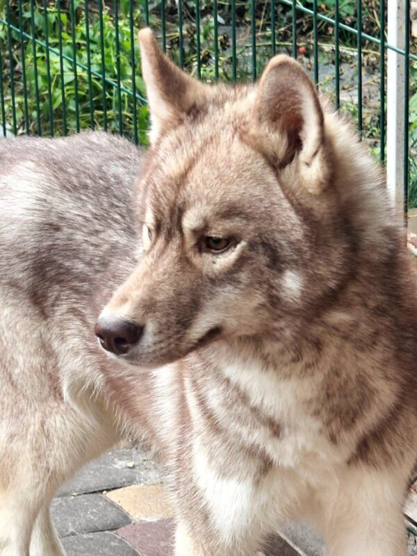 Arnold Siberian Husky