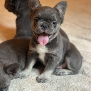 Asmus Fluffy French Bulldog
