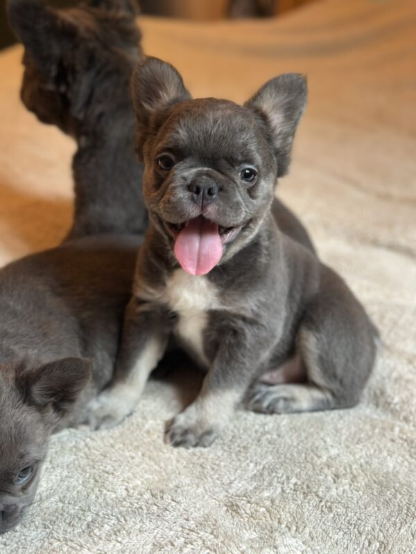 Asmus Fluffy French Bulldog Asmus Fluffy French Bulldog