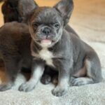 Asmus-male-french-bulldog-puppy-for-sale-1 (2)