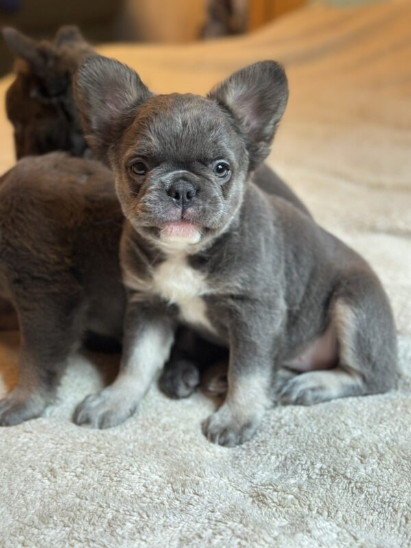 Asmus Fluffy French Bulldog Asmus Fluffy French Bulldog