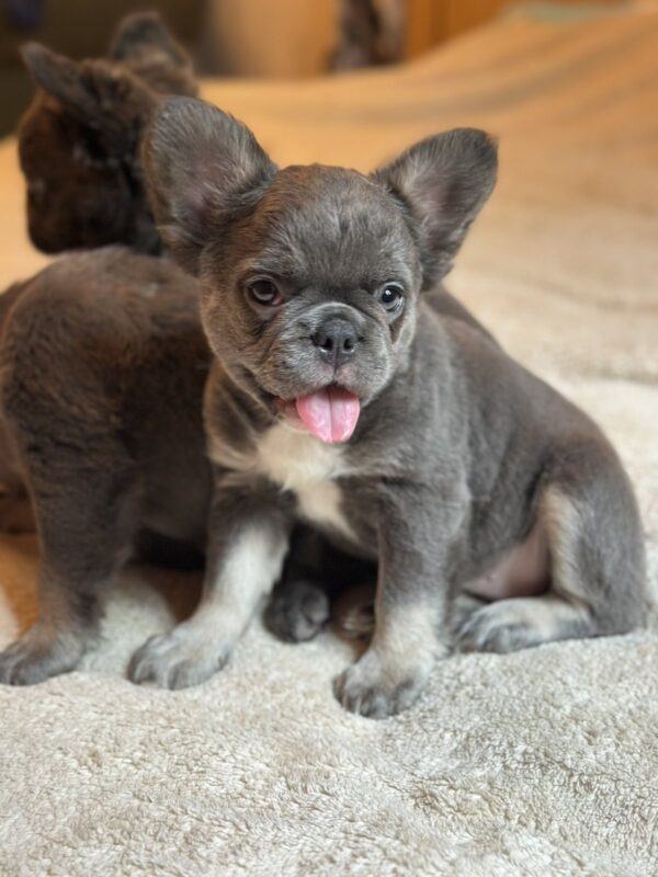Asmus Fluffy French Bulldog Asmus Fluffy French Bulldog