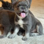 Asmus-male-french-bulldog-puppy-for-sale-1 (4)