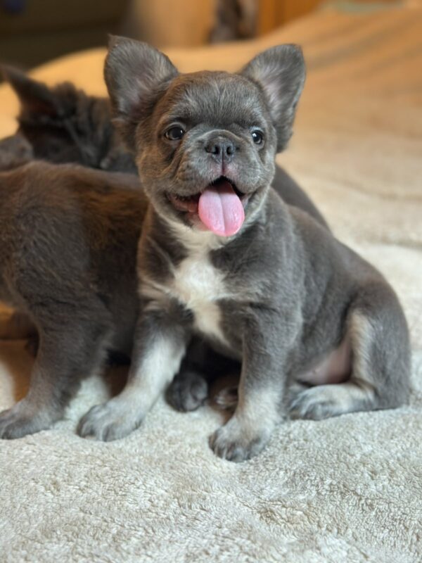 Asmus Fluffy French Bulldog Asmus Fluffy French Bulldog