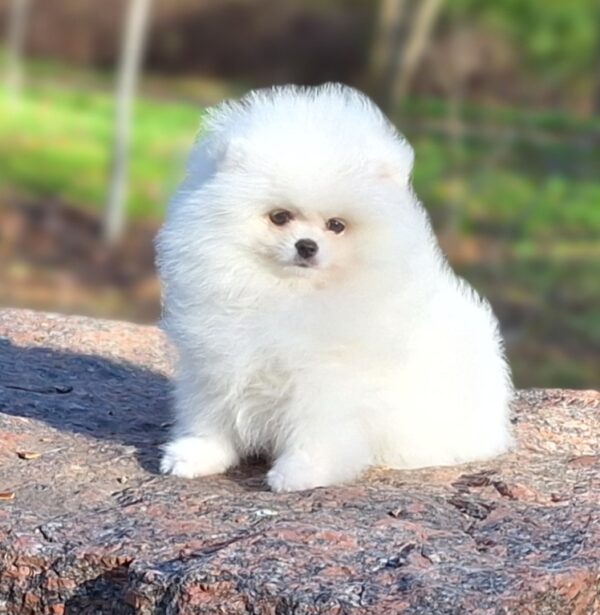 Assol Pomeranian Assol Pomeranian