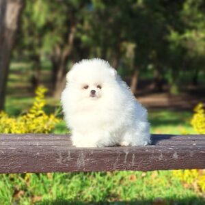 Assol Pomeranian