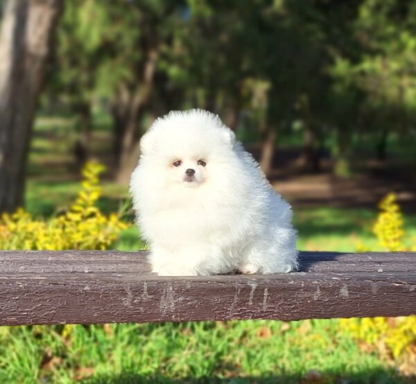 Assol Pomeranian Assol Pomeranian
