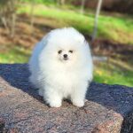 Assol-female-pomeranian-puppy-for-sale-1 (3)