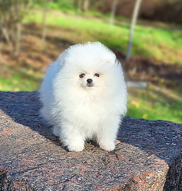 Assol Pomeranian Assol Pomeranian