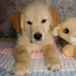 Avion-male-Golden-Retriever-puppy-for-sale-1