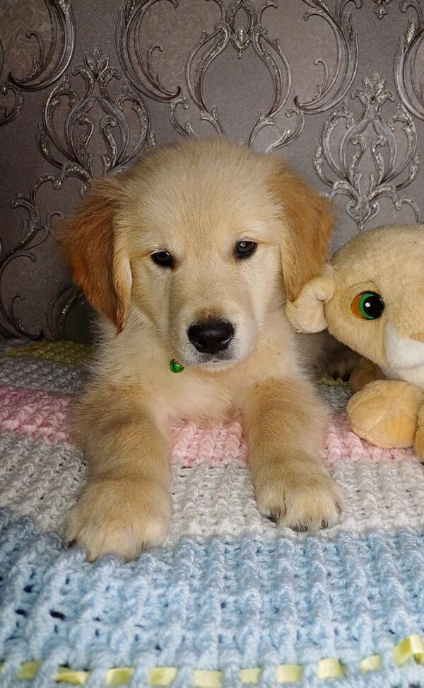 Avion Golden Retriever