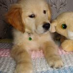 Avion-male-Golden-Retriever-puppy-for-sale-2