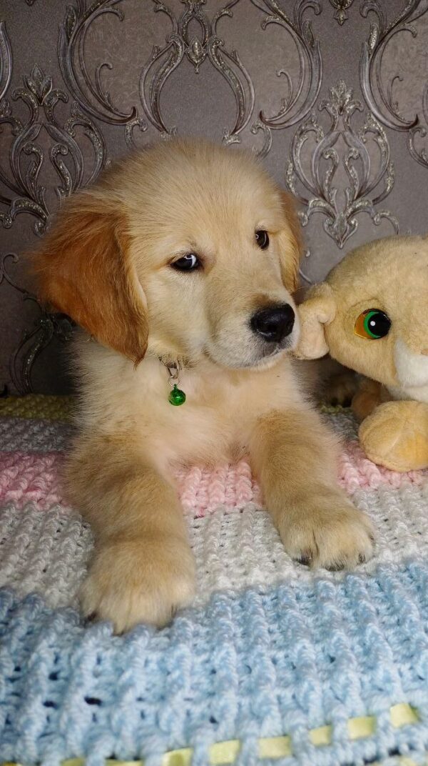 Avion Golden Retriever