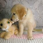 Avion-male-Golden-Retriever-puppy-for-sale-3
