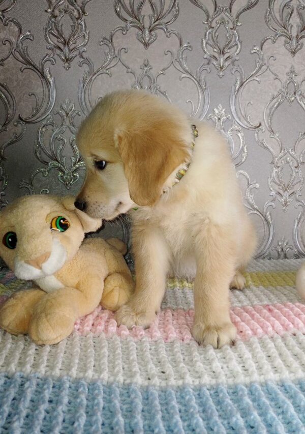 Avion Golden Retriever