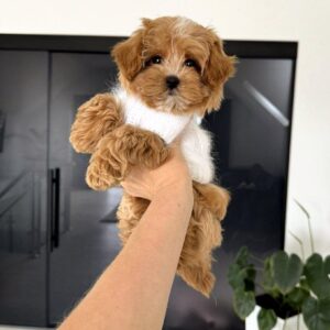 Axar Maltipoo