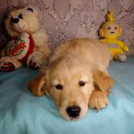 Azar-male-Golden-Retriever-puppy-for-sale-1