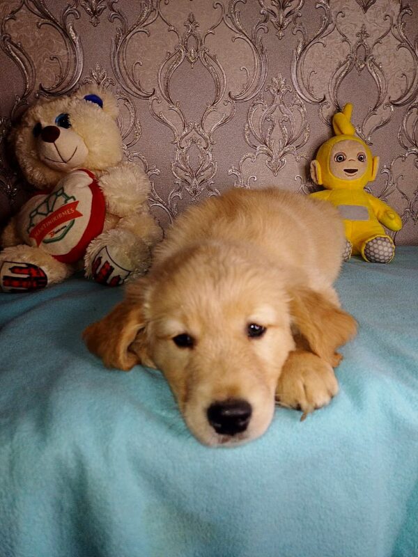 Azar Golden Retriever