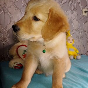 Azar Golden Retriever