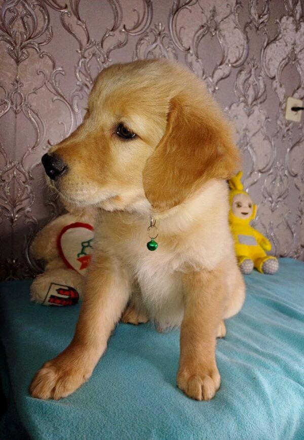 Azar Golden Retriever