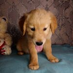 Azar-male-Golden-Retriever-puppy-for-sale-3