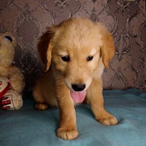 Azar Golden Retriever