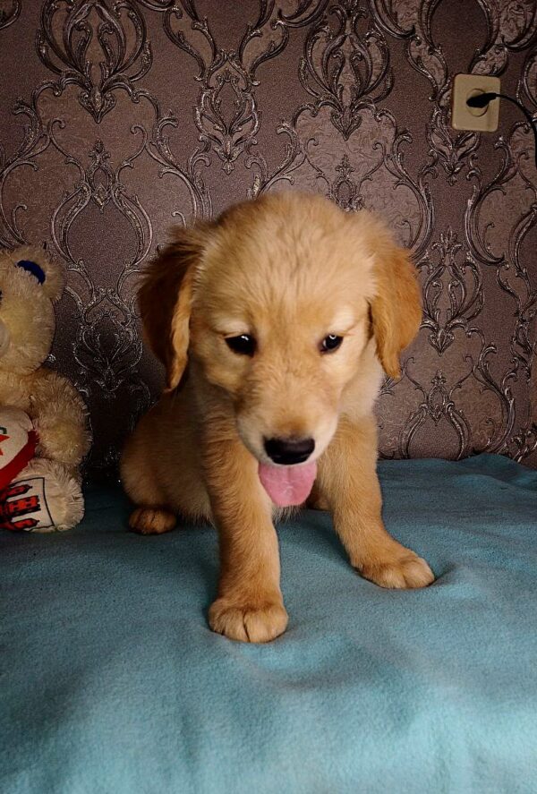 Azar Golden Retriever